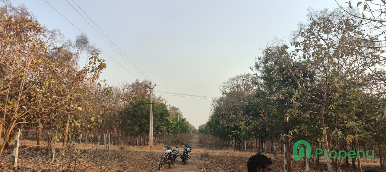 krishana g-3.jpg